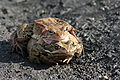 in amplexus