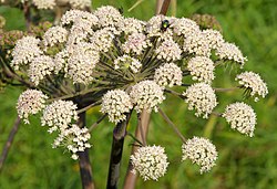 Angelica sylvestris