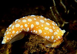 Armina maculata, un nudibranche arminacée