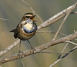 Zingende blauwborst in Jamnagar, India