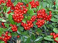 Scarlet firethorn (Pyracantha coccinea)