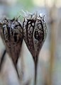 モモノハギキョウ（キキョウ科）の孔開蒴果