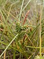 Carex extensa