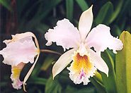 Cattleya mossiae 'Empress Frederick'