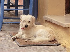 Chania, Greece - panoramio (1).jpg