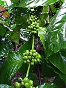 Coffee Plants.jpg