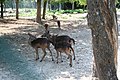 Iċ-ċriev komuni jew Ewropej (Cervus dama) fil-Park Naturali ta' Montecchio.