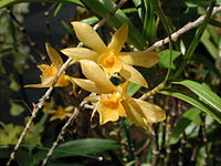 Dendrobium hancockii