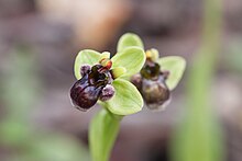 dettaglio laterale del fiore