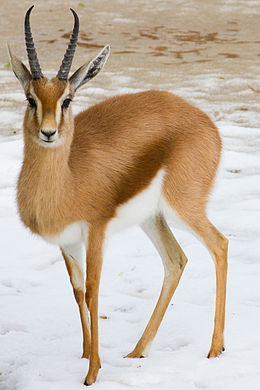 Dorkászgazella (Gazella dorcas)
