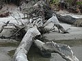 Image 37 Driftwood (from Marine fungi)