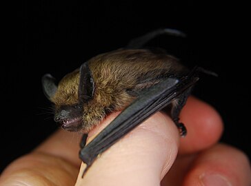 Myotis leibii