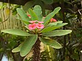 Euphorbia milii var. splendens