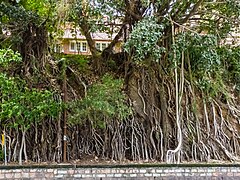 Ficus benghalensis roots Adelaide St Brisbane P1050959.jpg