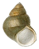 a drawing of an apertural view of ovate conic shell