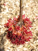 Freeman maple flowers.jpg