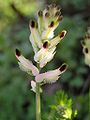 Ranken-Erdrauch (Fumaria capreolata)