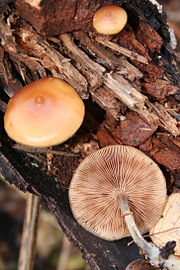 Galerina marginata