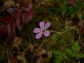 Geranium robertianum