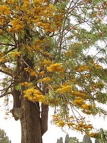 Grevillea robusta flowering 05.jpg