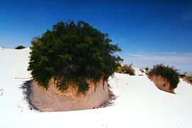 石膏植物架