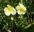 H. nummularium subsp. obscurum Germany - Schwäbische Alb