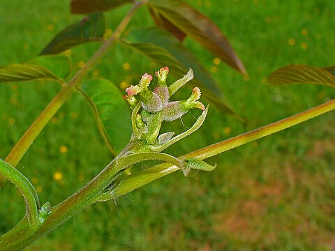 Female flowers