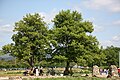 한국어: 경주 석빙고 English: Trees near Gyeongju Seokbinggo