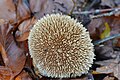 Vesses de Loup, Combrailles, Auvergne Vesse-de-loup hérissée (Lycoperdon echinatum)