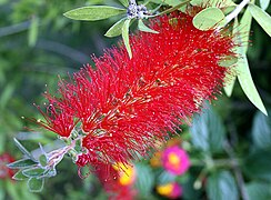 Filamentos colorados en Callistemon rigidus.