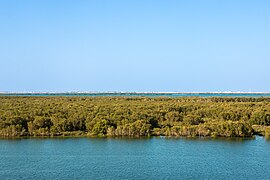 Mangroves Embracing the Sea.jpg