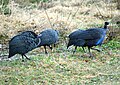 Vogelart (vermutlich auch afrikanisch) Disney's Animal Kindom Lodge Perlhuhn