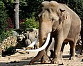 Elephas maximus met slagtanden, Dierenpark Emmen