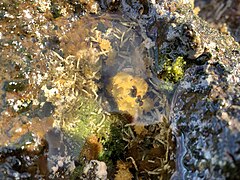 Ornate seaweed (Turbinaria ornata).jpg