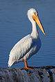 67 Pelecanus erythrorhynchos at Las Gallinas Wildlife Ponds uploaded by Frank Schulenburg, nominated by Frank Schulenburg