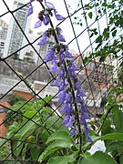 Plectranthus barbatus.jpg