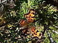 Polygonia faunus