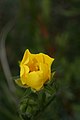 Potentilla flabellifolia