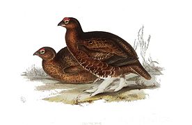 Morfologiniame ~1832~1837 m. piešinyje škotinių žvyrių (Lagopus lagopus scotica) porūšio porelė