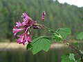 Ribes sanguineum