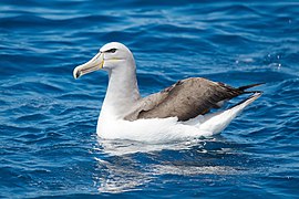 Thalassarche salvini - SE Tasmania