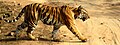 Tigress at Bandharvgarh National Park
