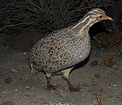 Patagonian tinamou