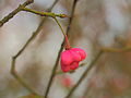 Zaaddoos van een kardinaalsmuts (Euonymus).