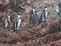 Humboldtovi pingvini