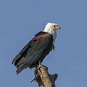 African fish eagle (Haliaeetus vocifer) Ethiopia