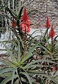 Aloe arborescens.