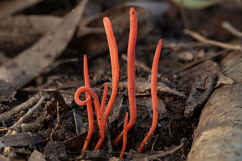 Clavulinopsis sulcata, Lane Cove River, Sydney, New South Wales, Australia.