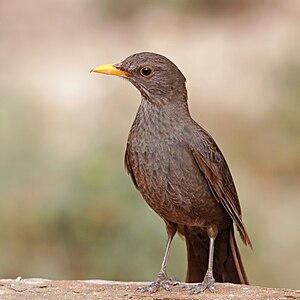 Common blackbird, by Charlesjsharp