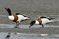Common shelduck, male and female together on the island of Amrum, Germany